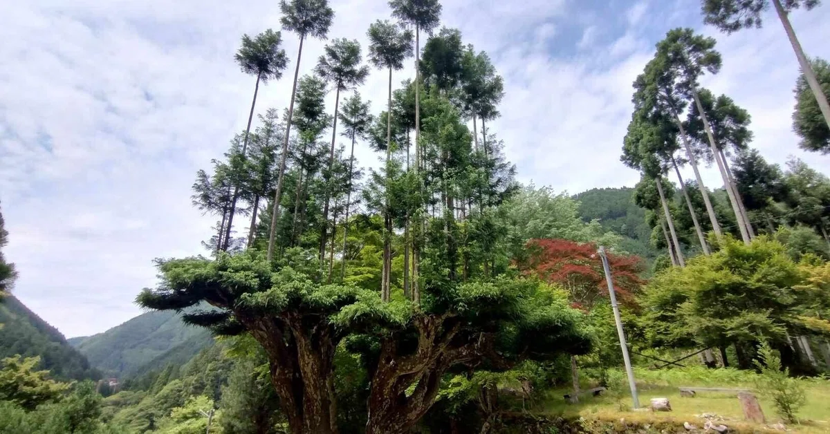 Daisugi forestry in Japan – cedars growing from a pruned mother tree